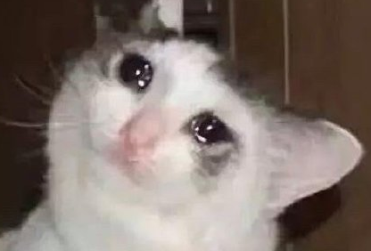 毛晓彤流泪猫猫头怎么回事 流泪猫猫头表情包图片