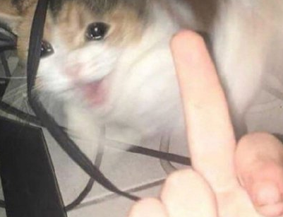 毛晓彤流泪猫猫头怎么回事 流泪猫猫头表情包图片