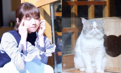 毛晓彤流泪猫猫头怎么回事 流泪猫猫头表情包图片