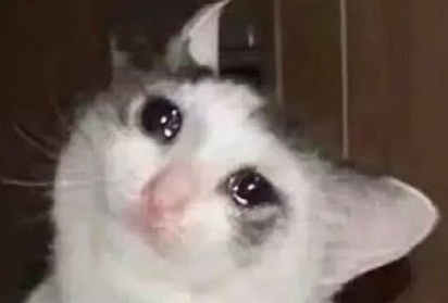 毛晓彤流泪猫猫头怎么回事 流泪猫猫头表情包图片