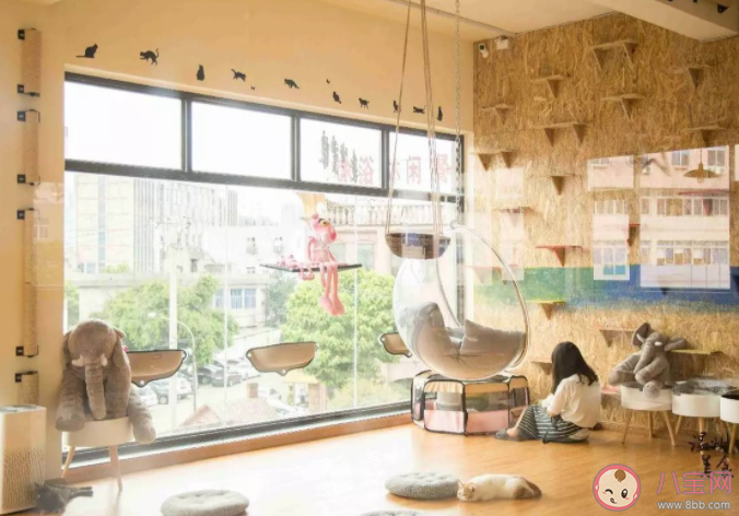 如何看待猫咖的存在 猫咖是什么时候兴起的