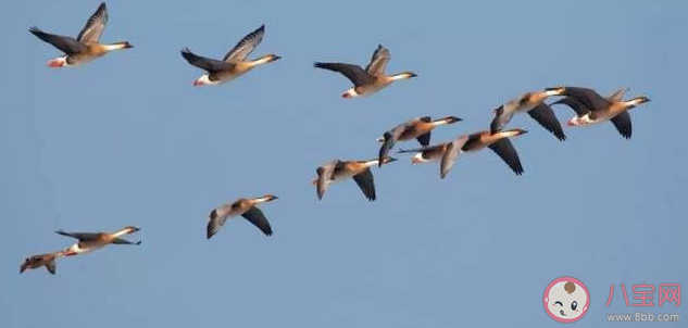 鸿是江边鸟的下一句对联怎么对 鸿是江边鸟下联答案是什么