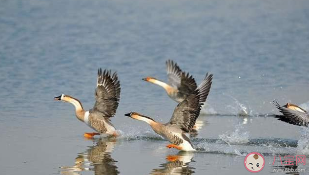 鸿是江边鸟的下一句对联怎么对 鸿是江边鸟下联答案是什么