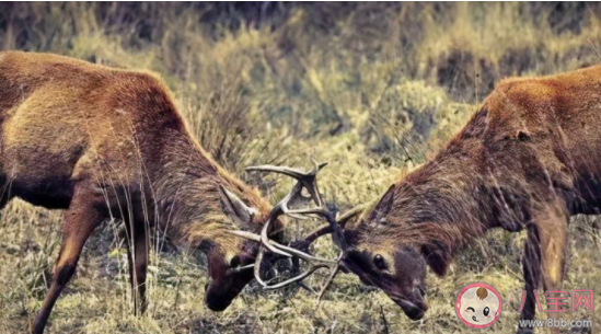 击剑是什么梗什么意思 击剑梗的出处是什么