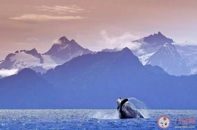 上天啊你是不是在偷偷看笑话是什么歌 《阿拉斯加海湾》完整版歌词介绍