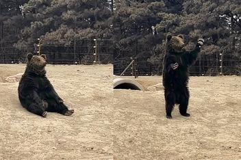 动物园棕熊能懂人话被质疑是人假扮