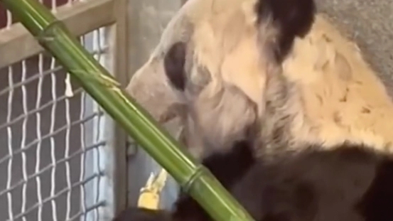 丫丫吃甘蔗小心翼翼不舍得浪费