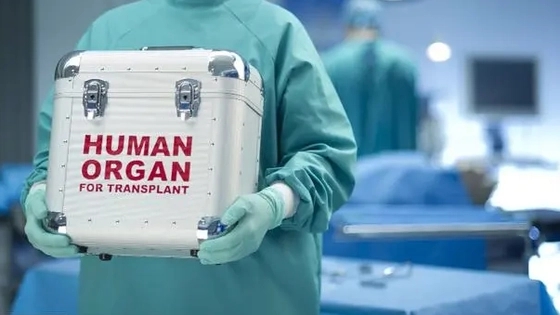 腰子,不是想嘎就能嘎的