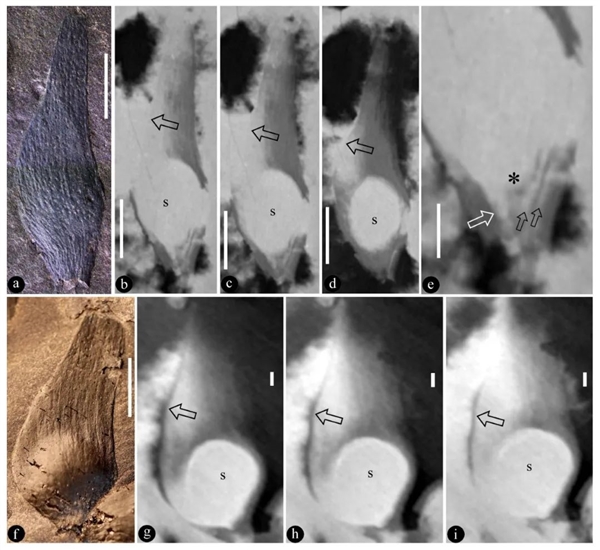 约1.7亿年前的“花”被发现！名字很美丽 看看你认识吗？