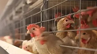 男子用手电筒吓死1100只鸡获刑