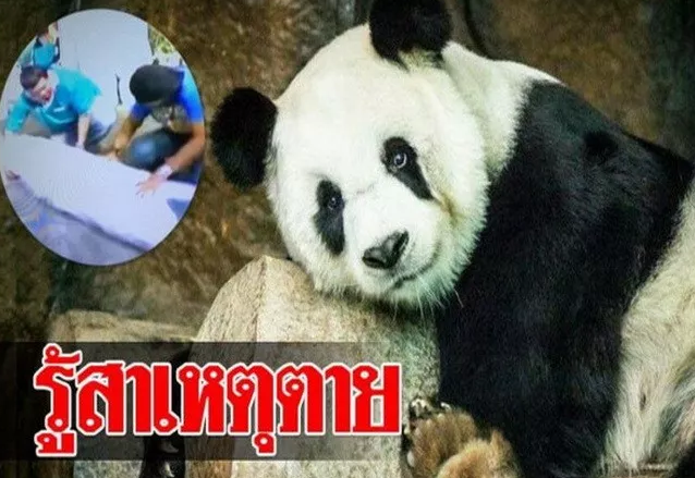 泰国保险公司将为熊猫赔付1500万泰铢