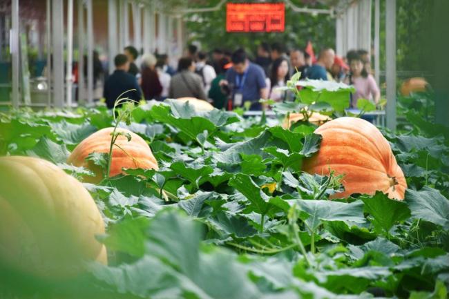 中国“菜篮子”科技含量更足 颠覆对农产品的固有印象