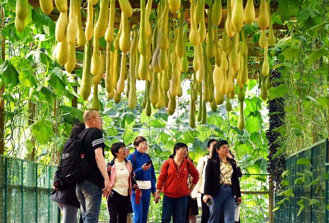 中国“菜篮子”科技含量更足 颠覆对农产品的固有印象