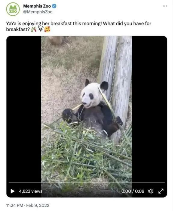 大熊猫“丫丫”启程回国