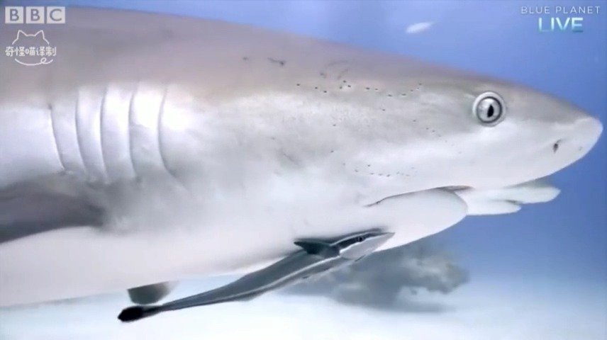 网友逛鱼店惊喜偶遇鲨鱼产子过程