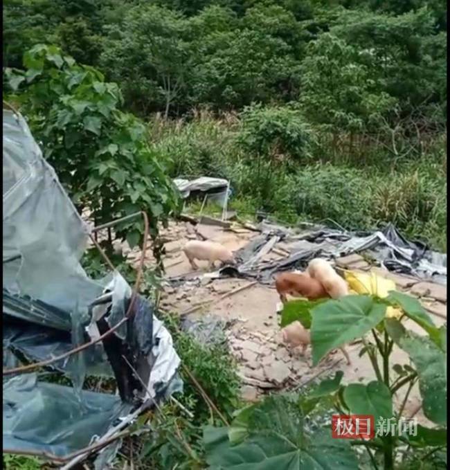 疑似用改装枪械射伤三名执法人员后逃走 南平刑事案嫌犯已自首