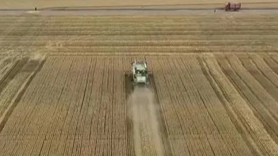 三夏大规模小麦机收全面展开