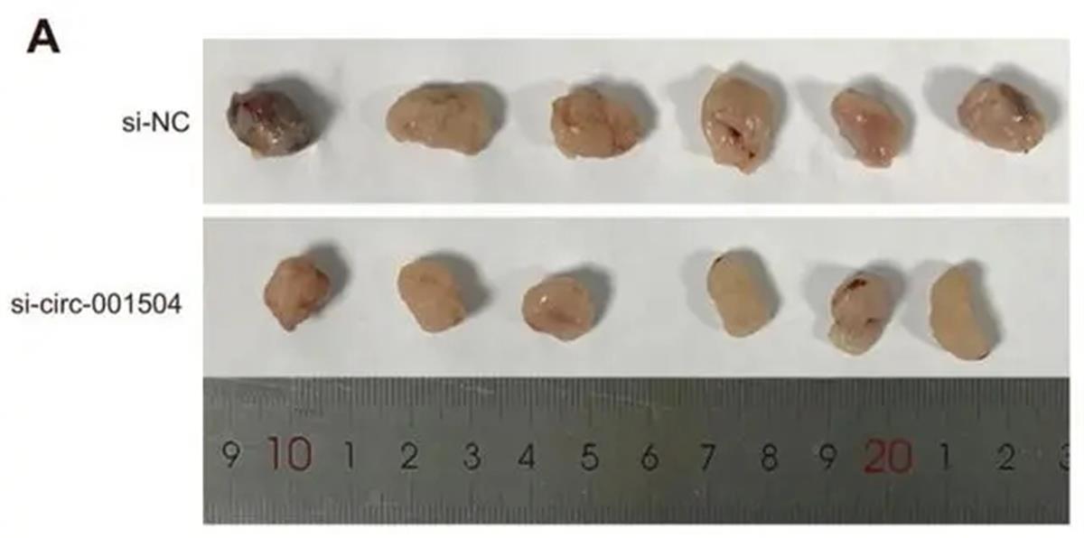 4篇论文现同一划痕钢尺3篇遭撤稿