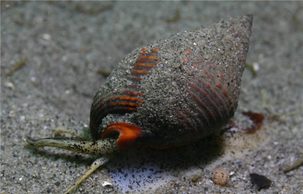 女子吃了两捧割香螺心跳骤停 医生科普：有剧毒 1个都可致命