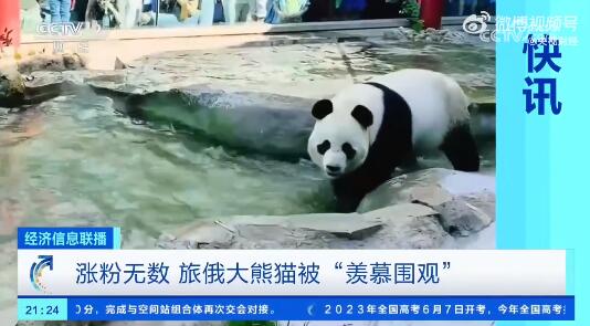 两只旅俄大熊猫体重和人气齐升