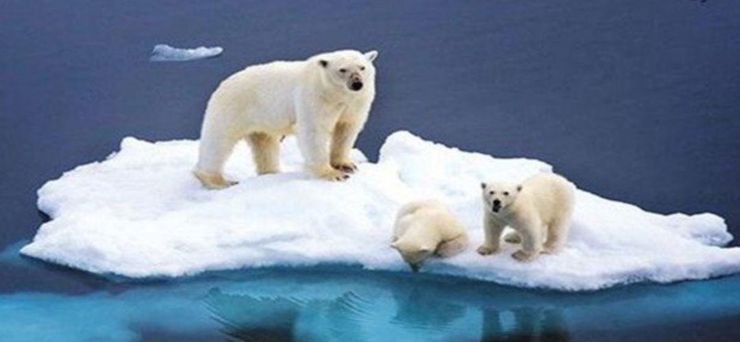 气候变暖成人畜共患病传播主因