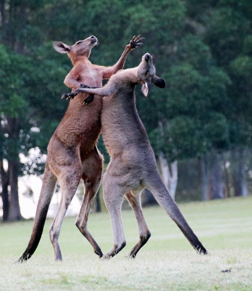 澳大利亚发生袋鼠杀人事件