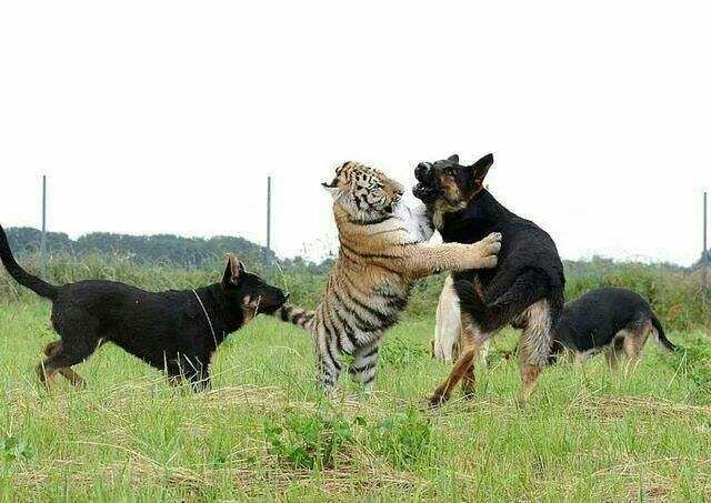 既往不咎是什么生肖，诗词解释