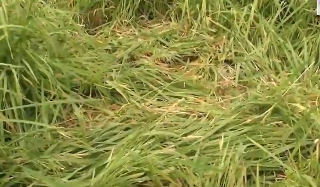 南京野猪跑到田里听歌睡大觉，连猪也这么有情怀了