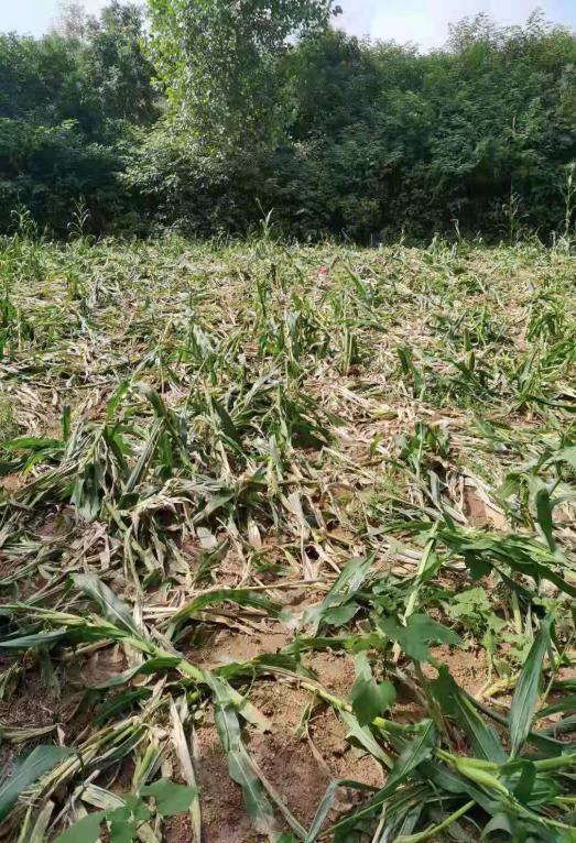 南京野猪跑到田里听歌睡大觉，连猪也这么有情怀了