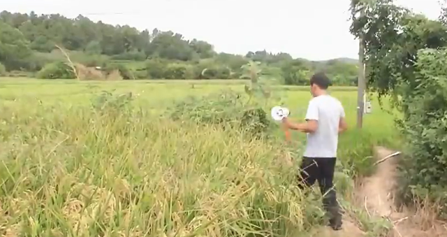 南京野猪跑到田里听歌睡大觉，连猪也这么有情怀了