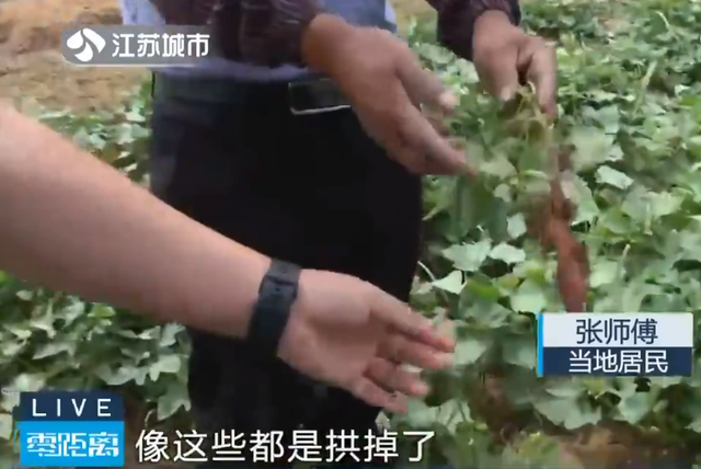 南京野猪跑到田里听歌睡大觉，连猪也这么有情怀了