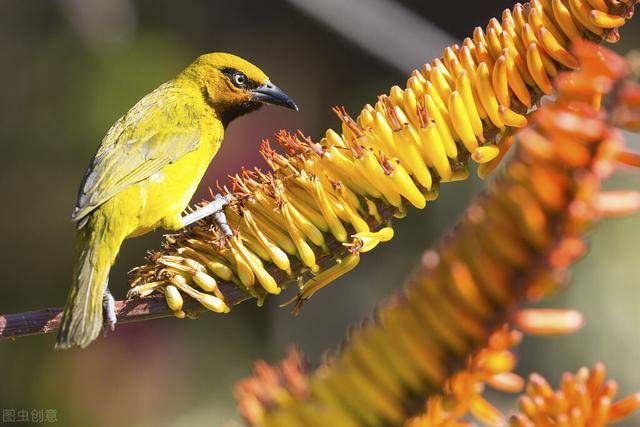 能把白羊座吃得死死的星座