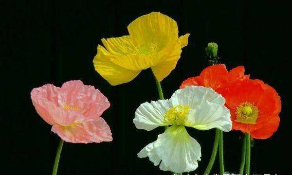 今年(2025年)77岁属什么生肖,77年属什么生肖的?