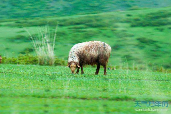 79岁属什么生肖?今年2025年79岁属什么生肖