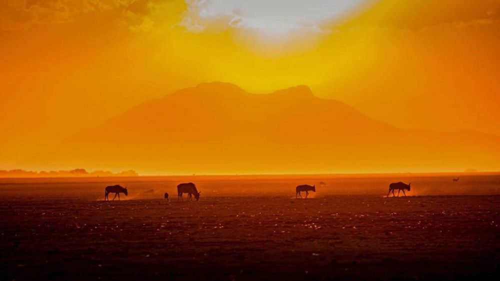 日落西山打一生肖