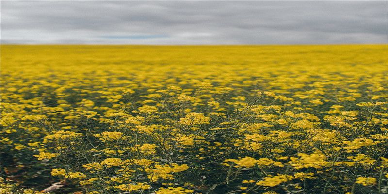 32岁今年属啥的，今年2025年32岁属什么生肖？