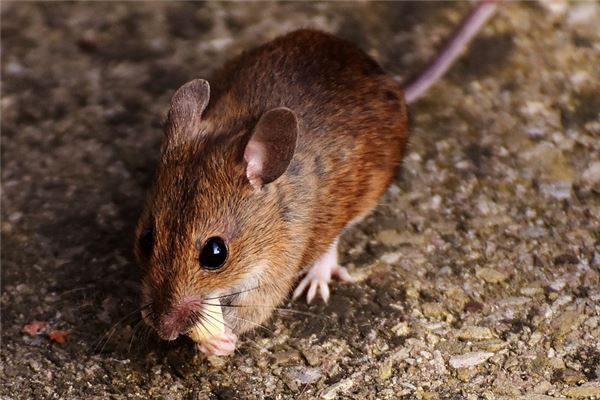 尖嘴码是指什么生肖？尖嘴猴腮是什么生肖