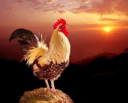 大吉大利打一生肖,大吉大利的生肖是什么生肖