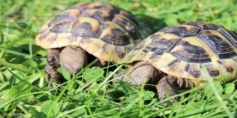 乌龟代表什么生肖？乌龟打一生肖