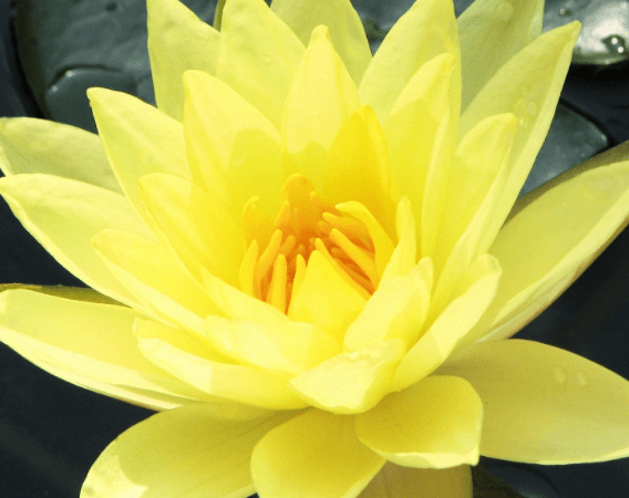 威福自己是什么生肖，正确解释