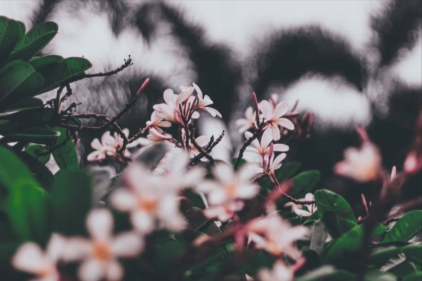 小心翼翼是什么生肖,成语解释