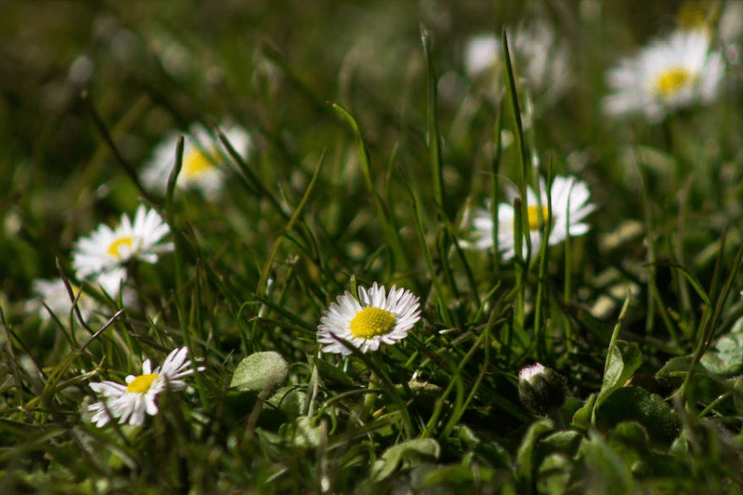 太子西去得真经是什么生肖，诗词解释