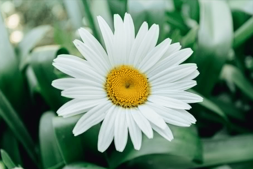 混世魔王是什么生肖,准确解释