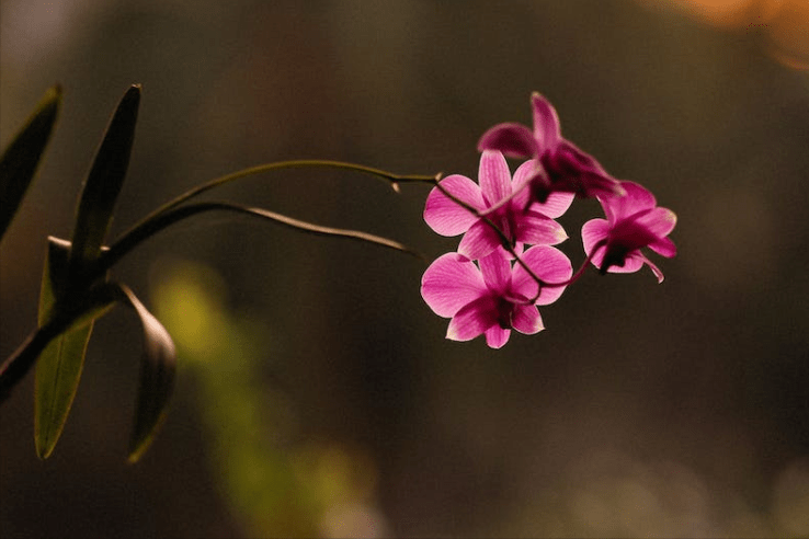 一举成名是什么生肖,词典解释