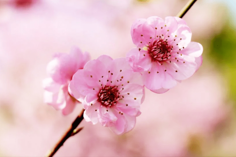 半斤八两是什么生肖,词典解释