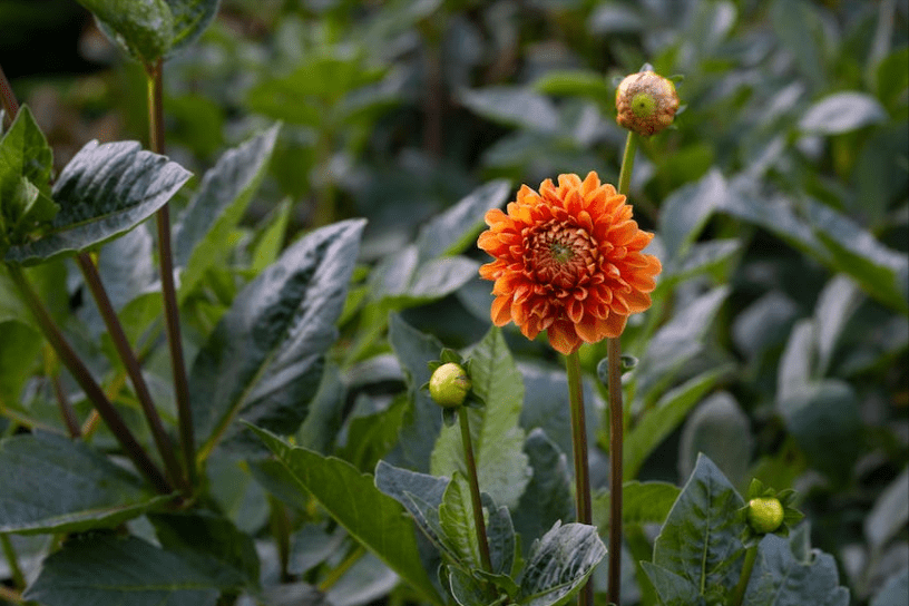 锦绣河山是什么生肖，词典解释