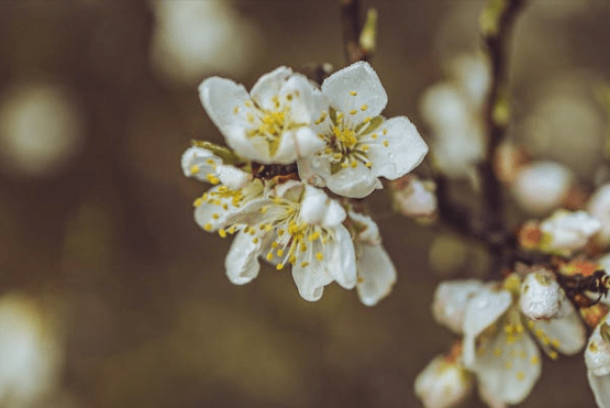 蝴蝶效应,何来效果,振翅煽风难点火是什么生肖,词典解释