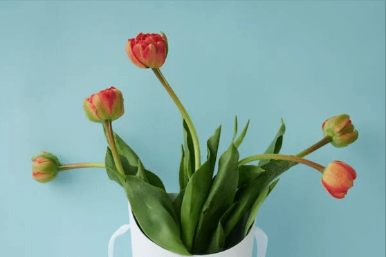 今期生肖看烟花是什么生肖，词典解释