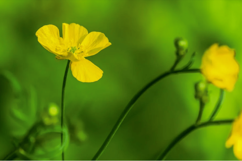 举目无亲是什么生肖,词语解释