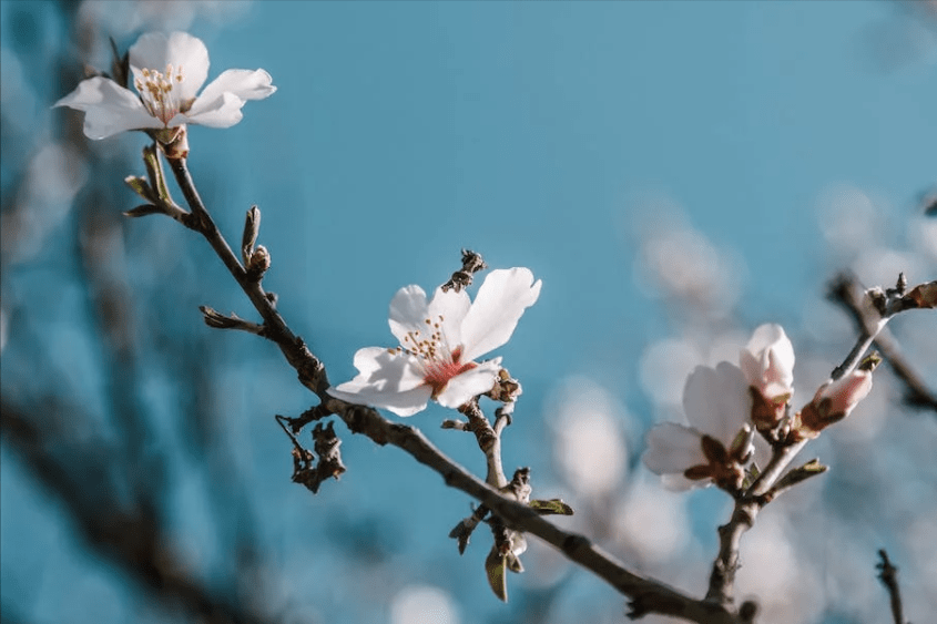 夜幕降临是什么生肖，词语解释